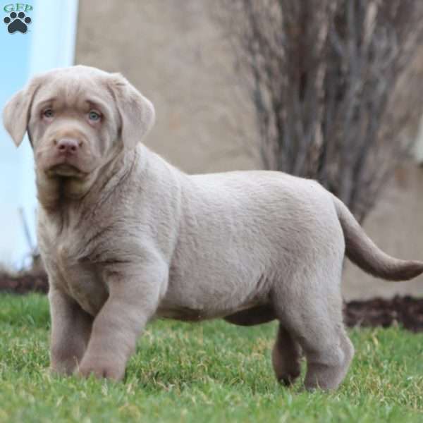 Amy, Silver Labrador Retriever Puppy