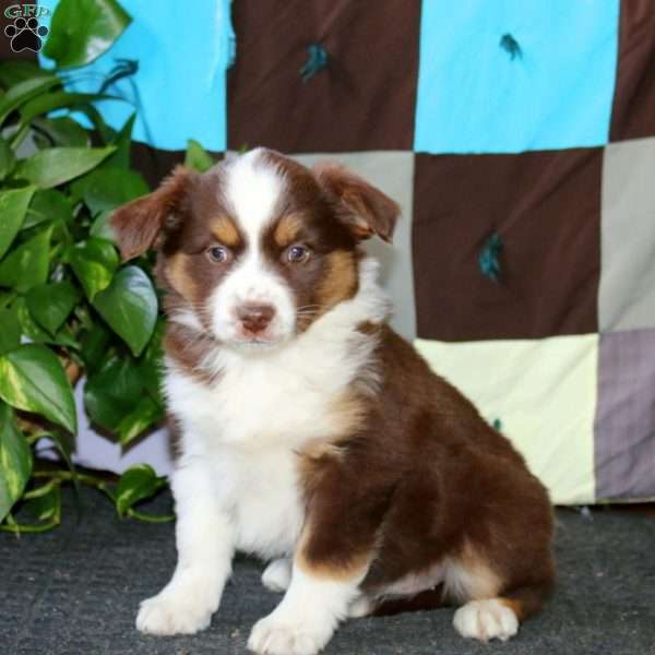 Amy, Miniature Australian Shepherd Puppy