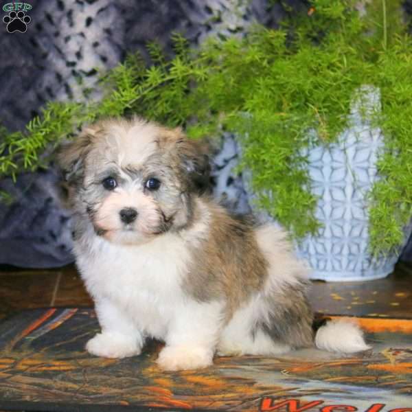 Amy, Havanese Puppy