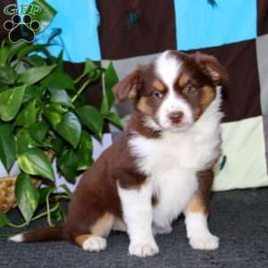Amy, Miniature Australian Shepherd Puppy