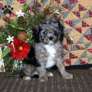Amy, Cavapoo Puppy