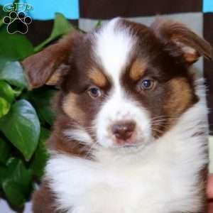 Amy, Miniature Australian Shepherd Puppy
