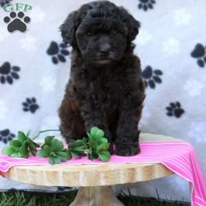 Amy, Miniature Poodle Puppy
