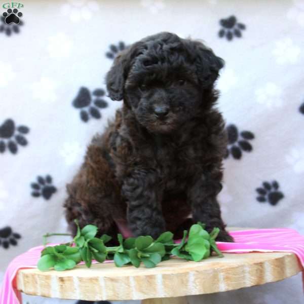 Amy, Miniature Poodle Puppy