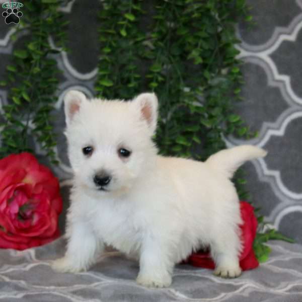 Andrew, West Highland Terrier Puppy