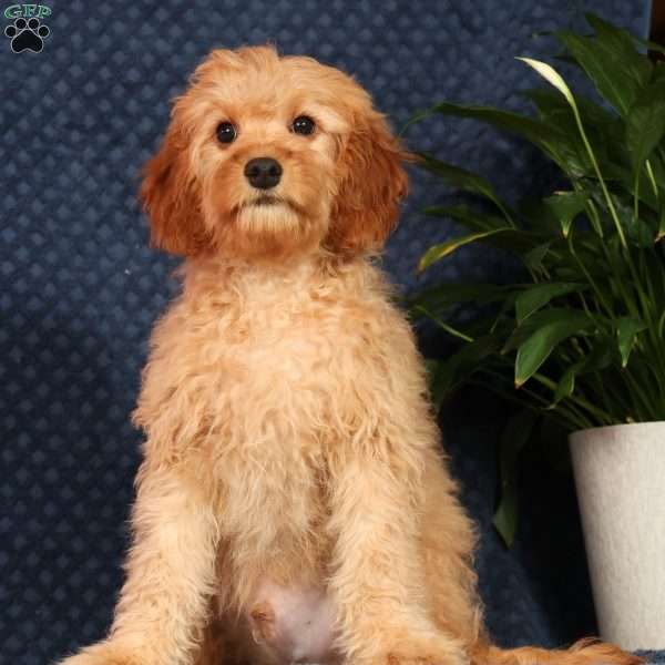 Andrew, Cavapoo Puppy