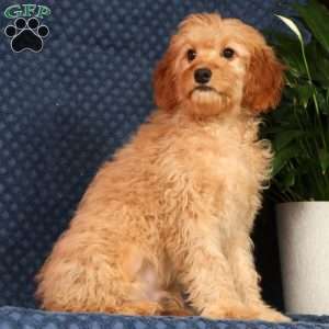 Andrew, Cavapoo Puppy