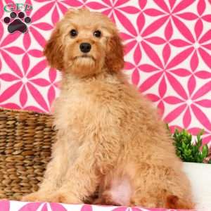 Andrew, Cavapoo Puppy