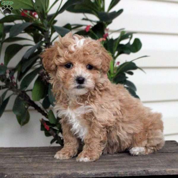 Andy, Maltipoo Puppy