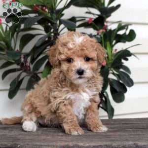 Andy, Maltipoo Puppy