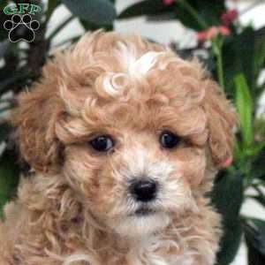 Andy, Maltipoo Puppy