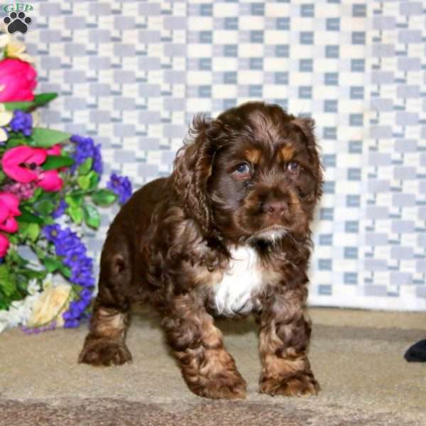 Andy, Cockapoo Puppy