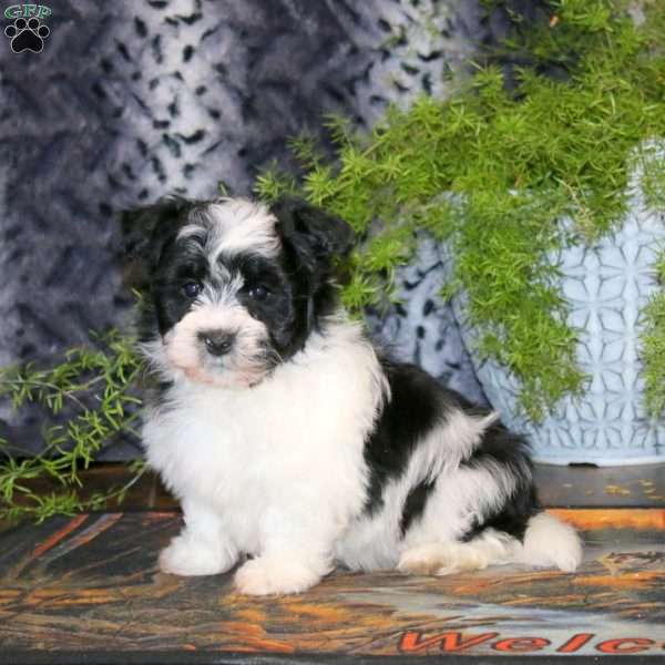 Andy, Havanese Puppy