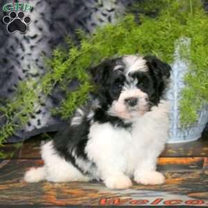 Andy, Havanese Puppy