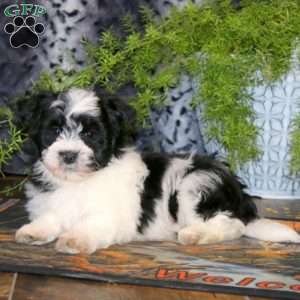 Andy, Havanese Puppy