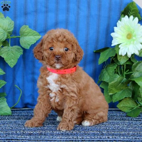 Angel, Miniature Poodle Puppy