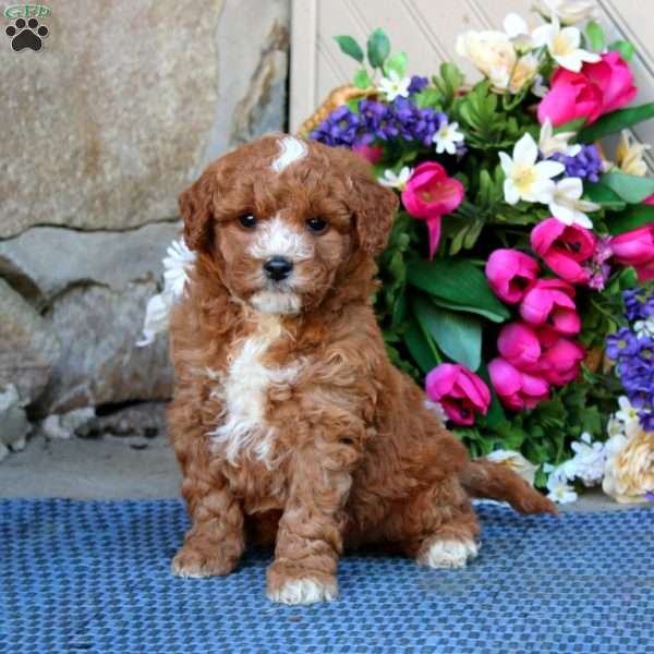 Angela, Mini Goldendoodle Puppy