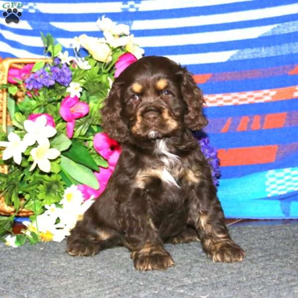 Angie, Cocker Spaniel Puppy