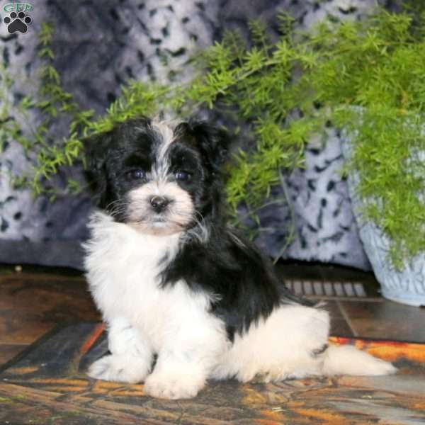 Angie, Havanese Puppy