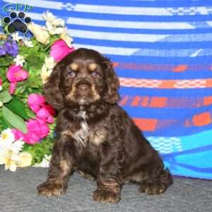 Angie, Cocker Spaniel Puppy