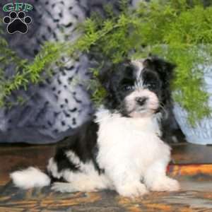 Angie, Havanese Puppy