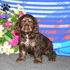 Angie, Cocker Spaniel Puppy