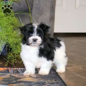 Angie, Havanese Puppy