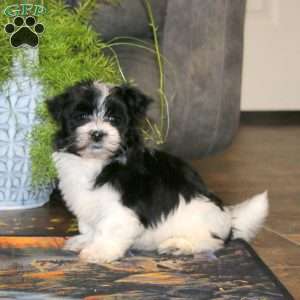 Angie, Havanese Puppy