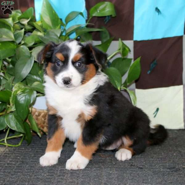 Anita, Miniature Australian Shepherd Puppy