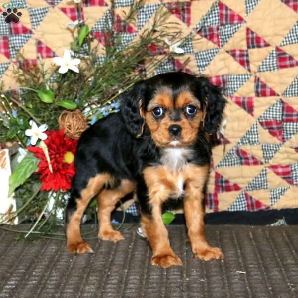 Anita, Cavapoo Puppy