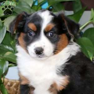 Anita, Miniature Australian Shepherd Puppy