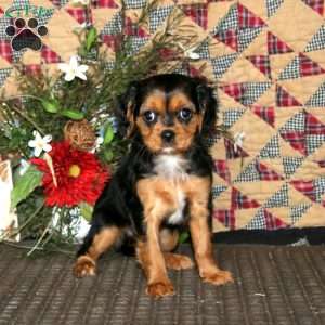 Anita, Cavapoo Puppy