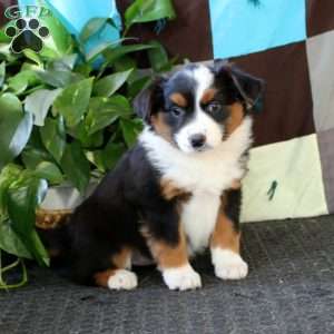 Anita, Miniature Australian Shepherd Puppy
