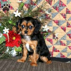 Anita, Cavapoo Puppy