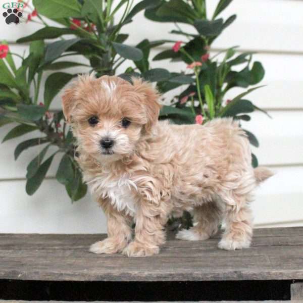 Anna, Maltipoo Puppy