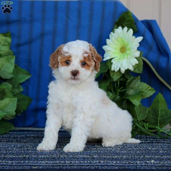 Anne, Miniature Poodle Puppy