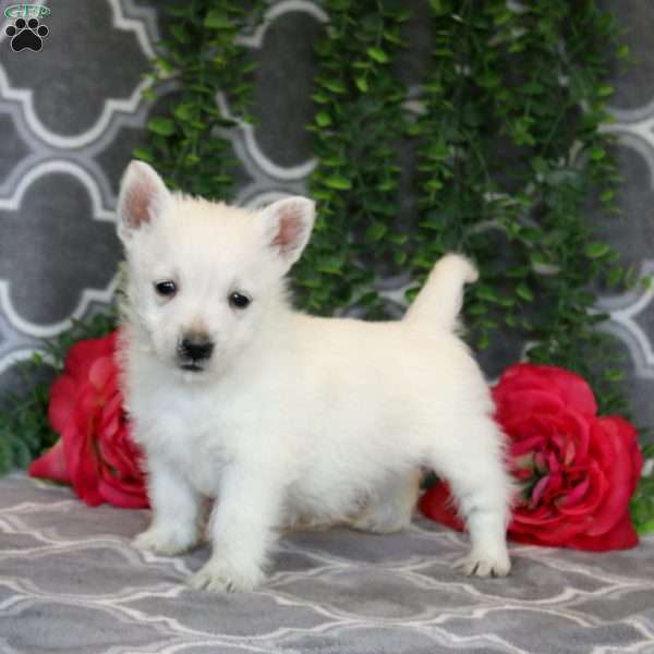 Annie, West Highland Terrier Puppy