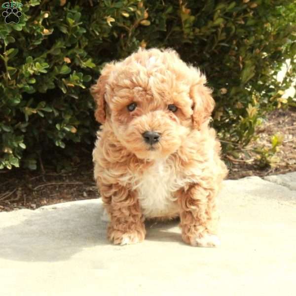 Ansel, Cockapoo Puppy