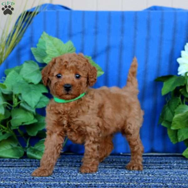 Anthony, Miniature Poodle Puppy