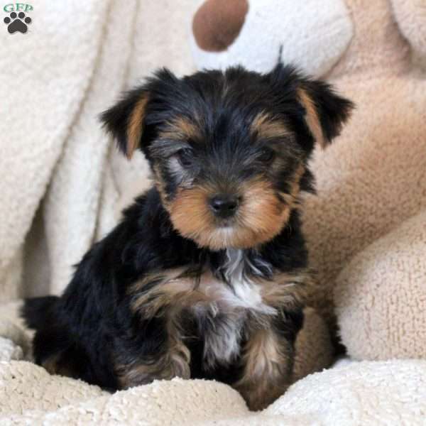 Antonio, Yorkie Puppy
