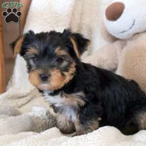 Antonio, Yorkie Puppy