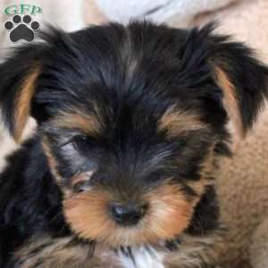 Antonio, Yorkie Puppy