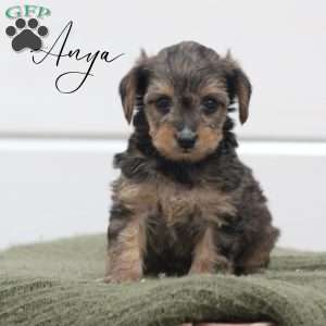 Anya, Yorkie Poo Puppy