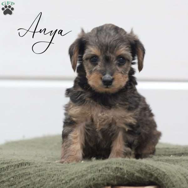 Anya, Yorkie Poo Puppy