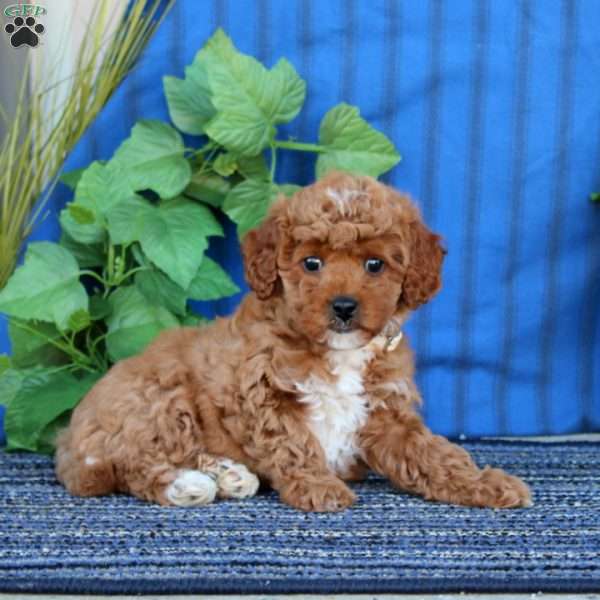 April, Miniature Poodle Puppy