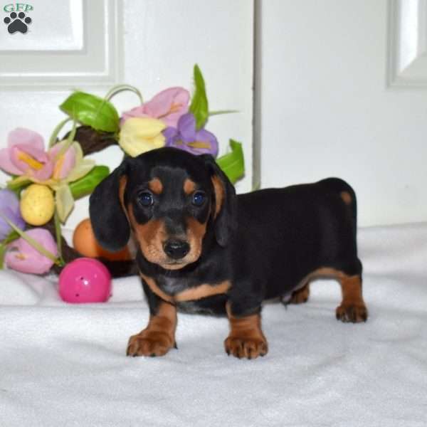 Archer, Dachshund Puppy