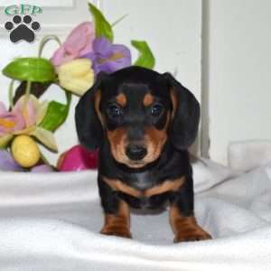 Archer, Dachshund Puppy