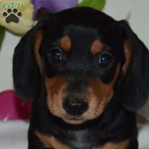 Archer, Dachshund Puppy