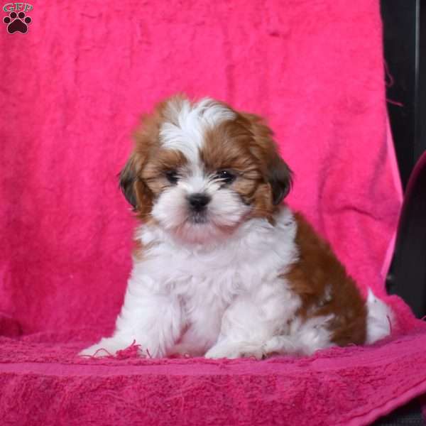 Archie, Shih Tzu Puppy