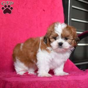 Archie, Shih Tzu Puppy